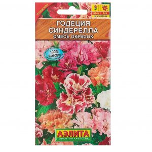 Аэлита Годеция Синдерелла